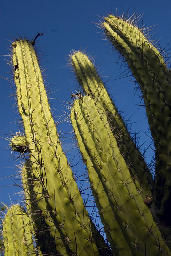 5f168c0c6f405_CACTUS Y CIELO SUPER AZUL_DSC0137.jpg